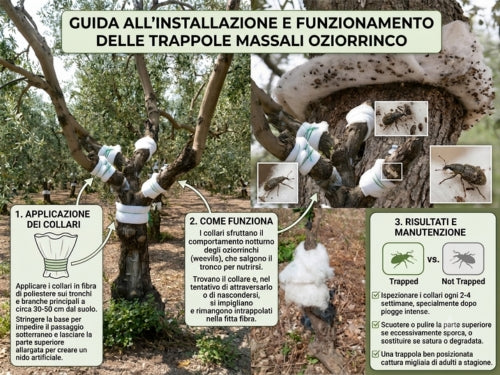 TRAPPOLE MASSALI OZIORRINCO
